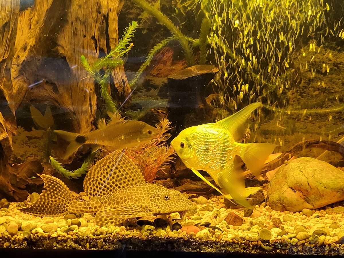 Prodám akvárium 450L se skříňkou i rybičkami - stěhování - 2