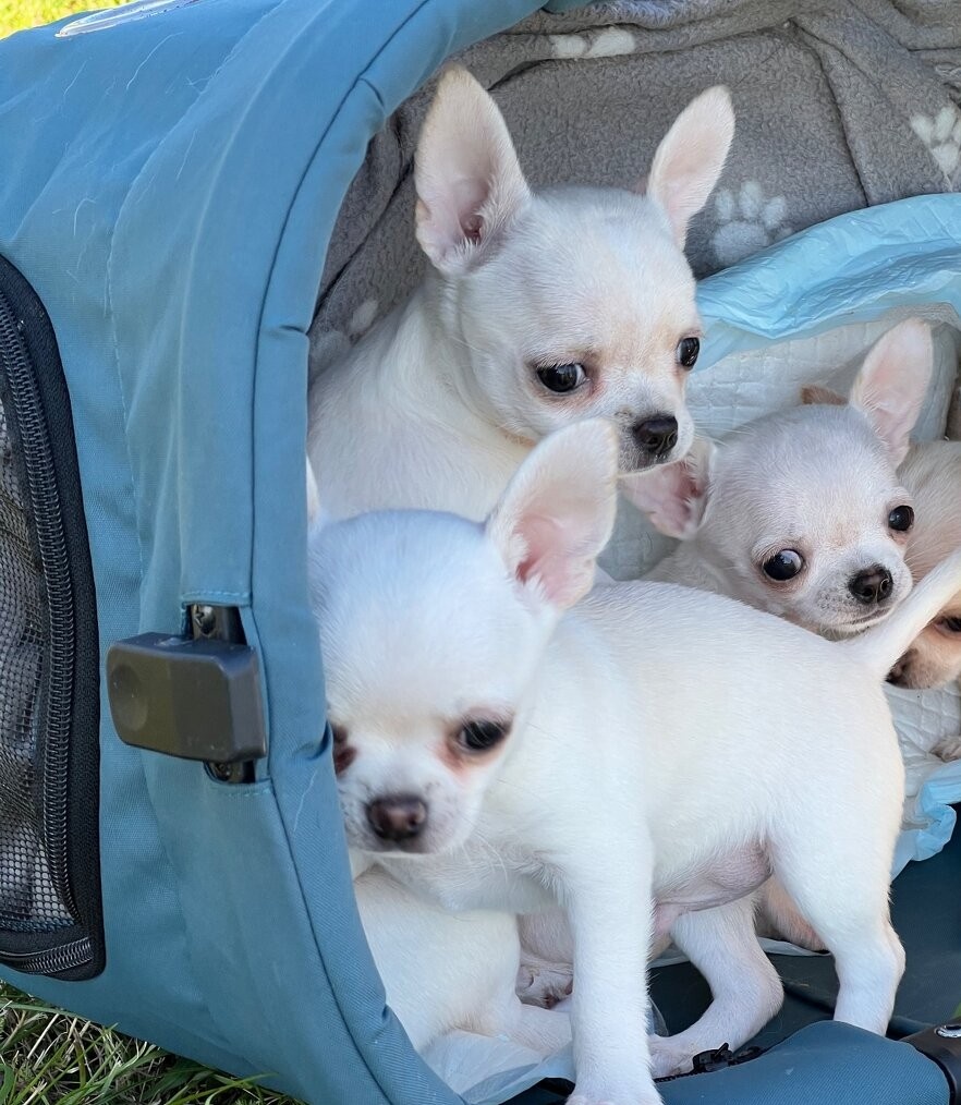 ČIVAVA štěňátka s pp - 2