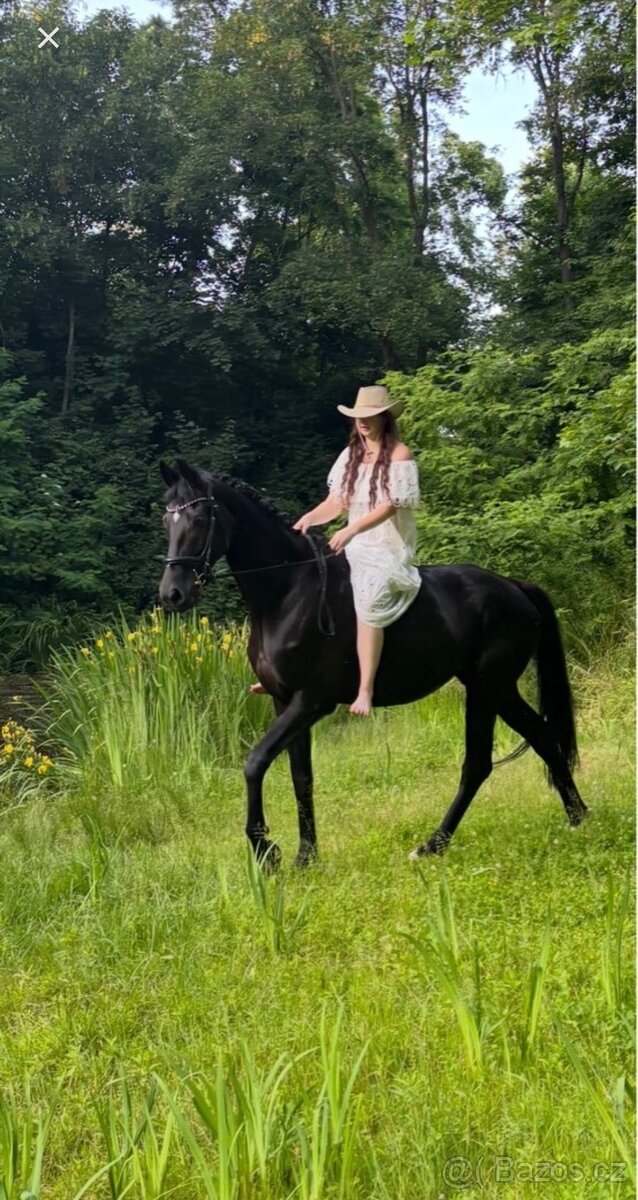Prodám 8 mi letou kobylu - 2