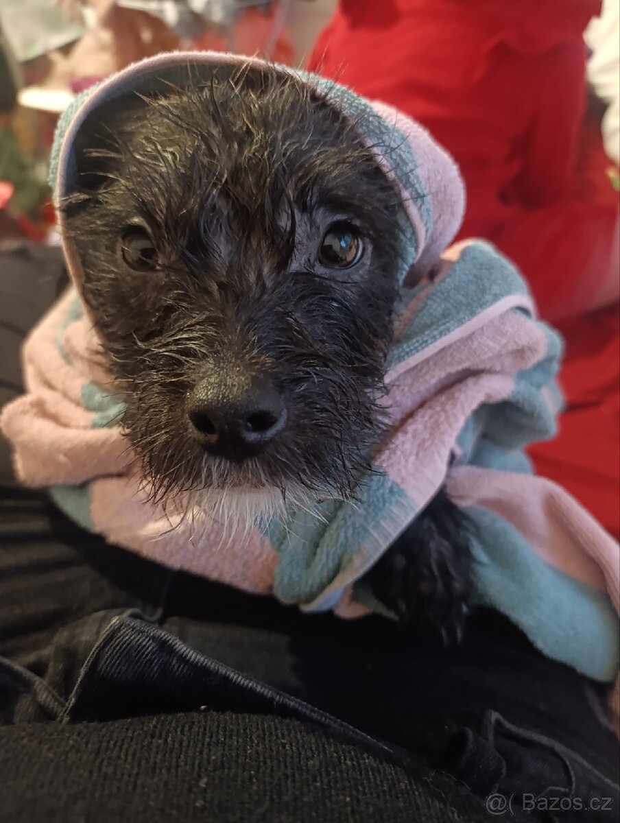Štěňátko kříženec - 2