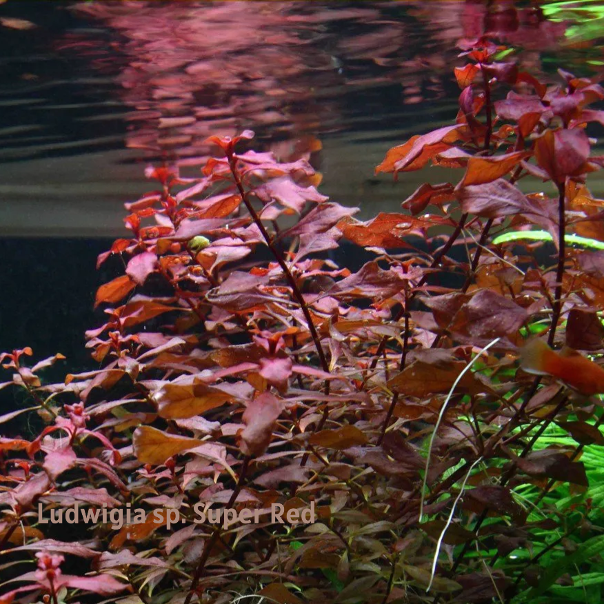 Akvarijní rostliny - 2