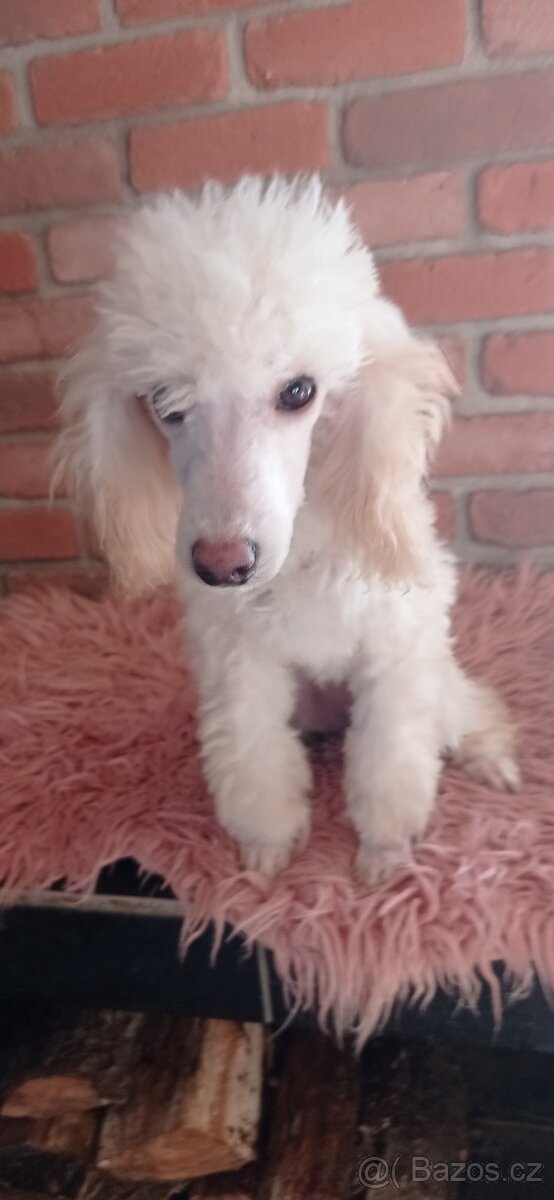 Pudl trpasličí - 2