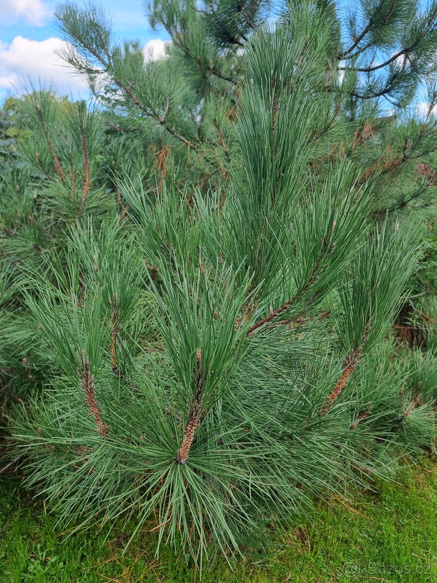 Borovice přímořská - Pinus pinaster - původ semen ČR - 2
