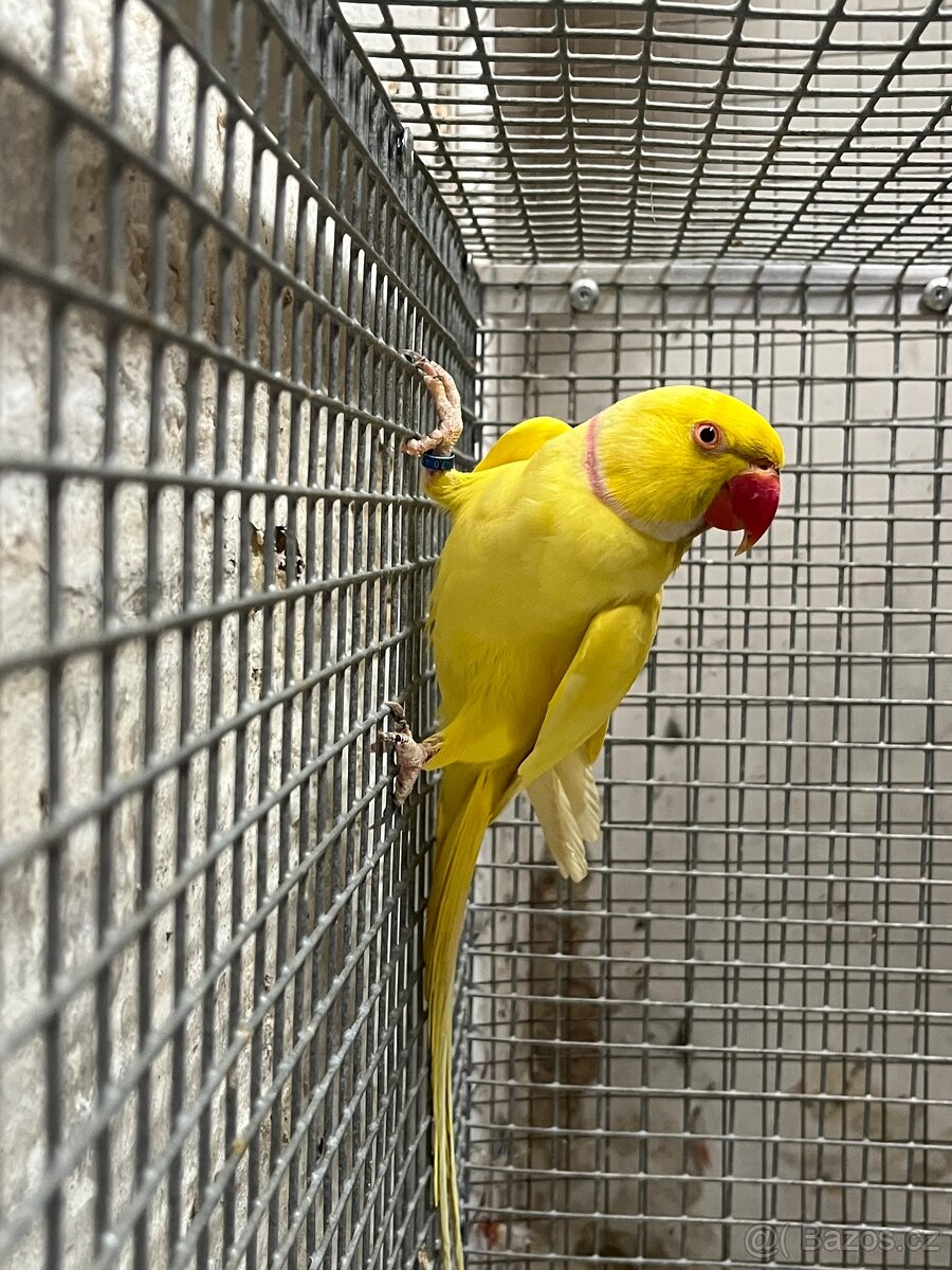 Alexandr malý - samec 2023 - 2