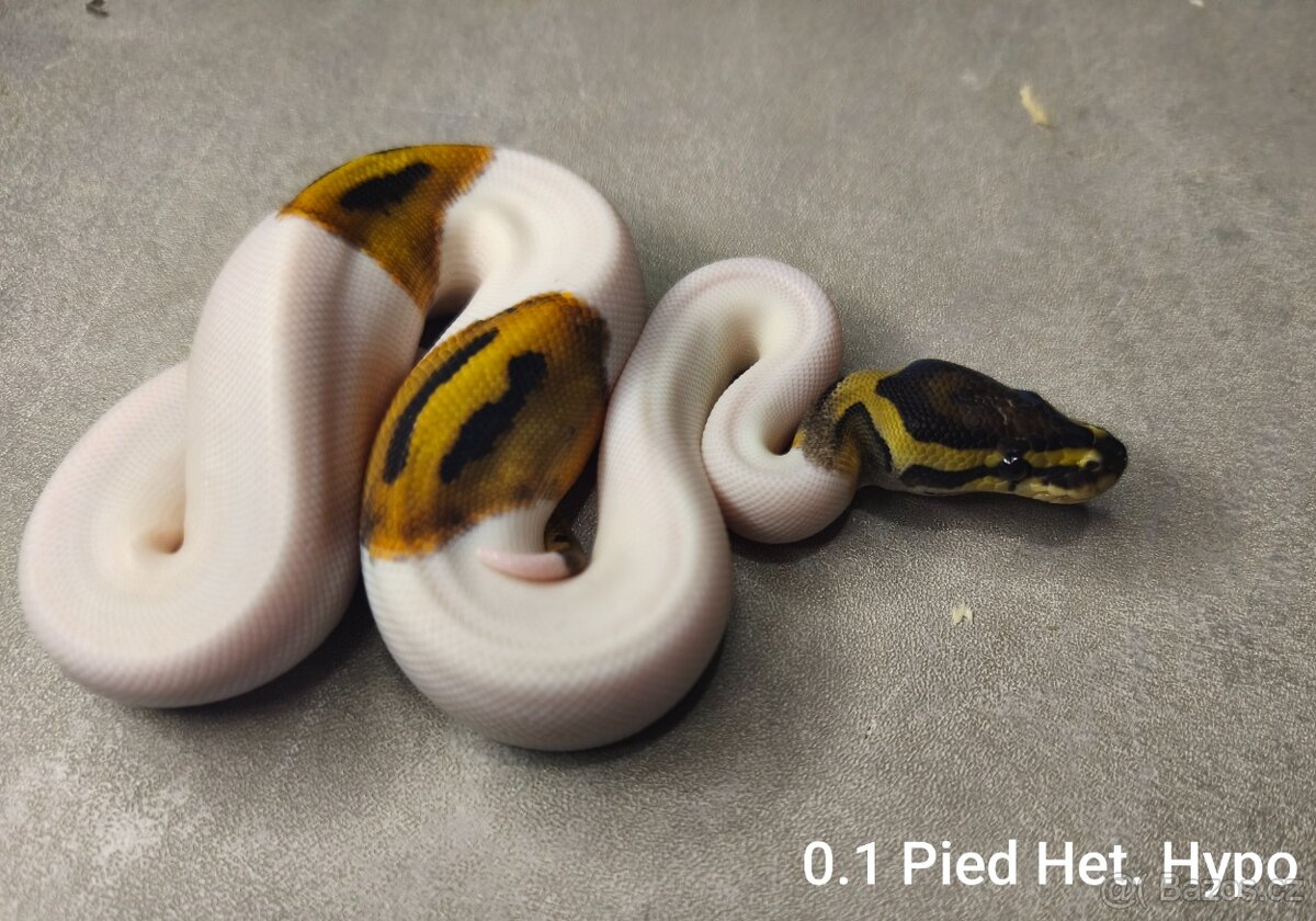 Krajta královská - 2