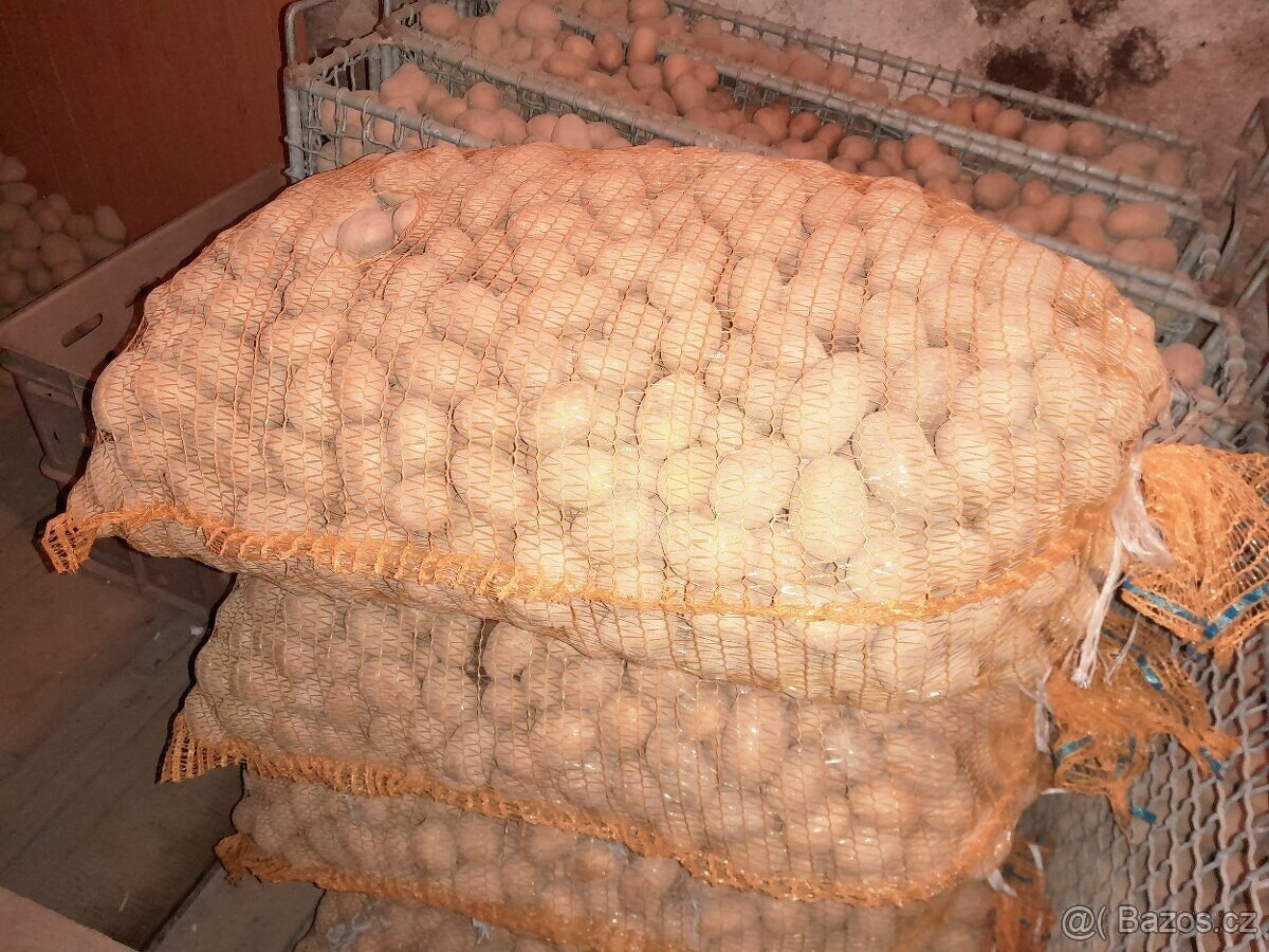 Sadbové brambory odrůda Antonie, sadba - 2