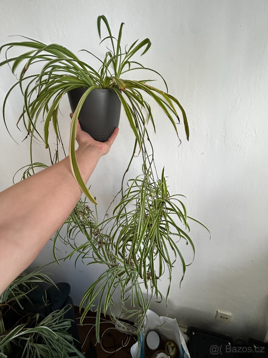 2 ks rostlin vč. květináčů - 2