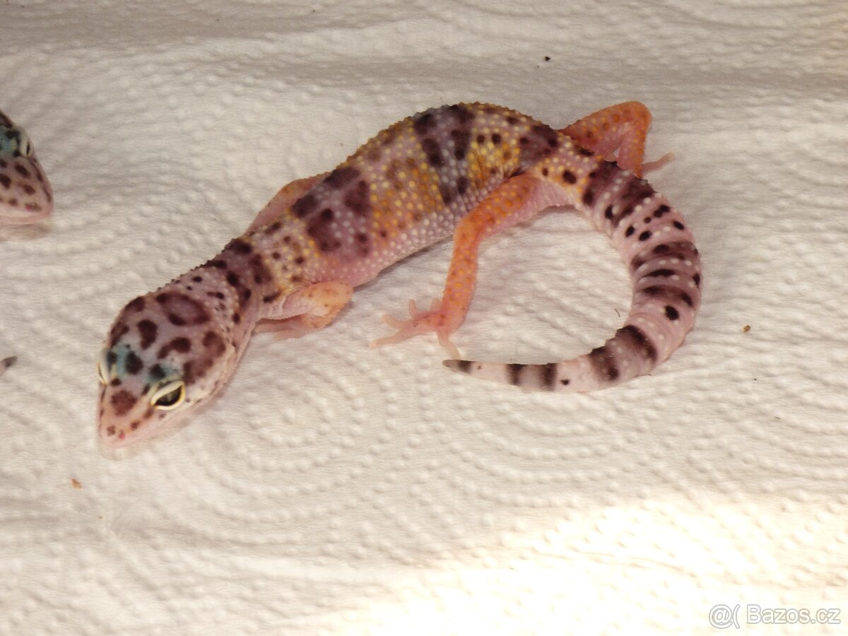 Gekončík noční (Eublepharis macularius) - 2