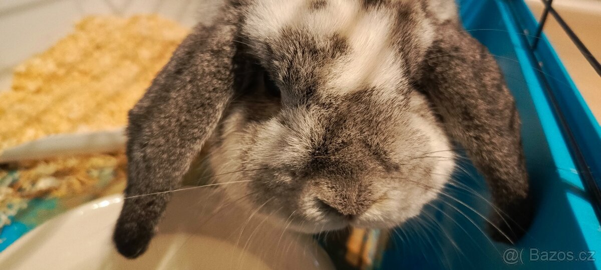 Zakrslý králík - beránek - 2