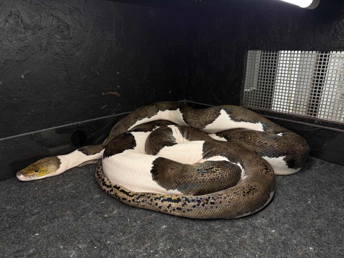 Pied het albino - 2