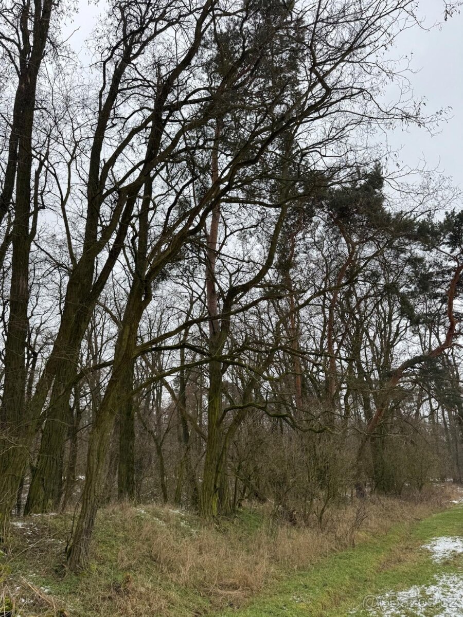 Prodej lesního pozemku k.ú. Dolní Beřkovice - 2