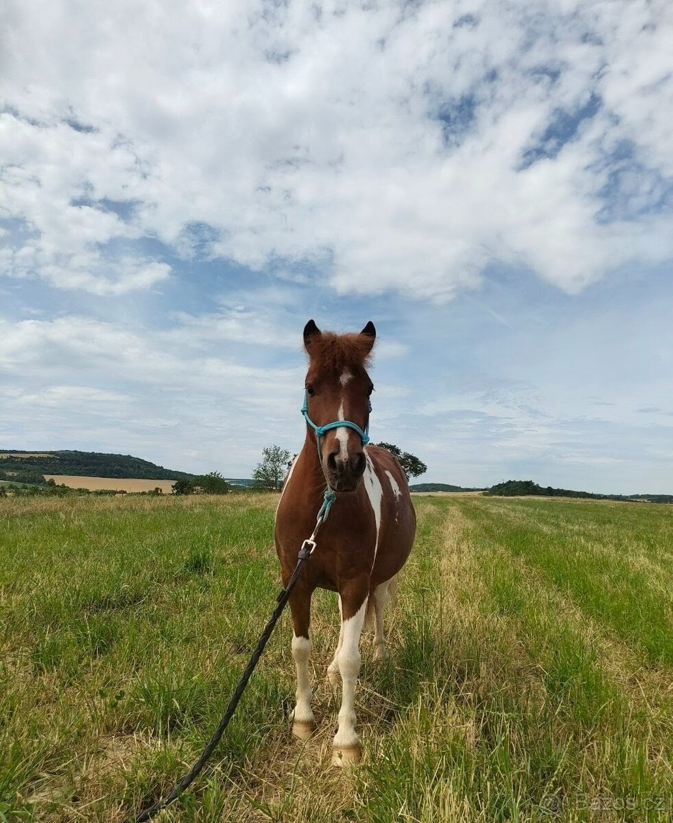Shetland pony - 2