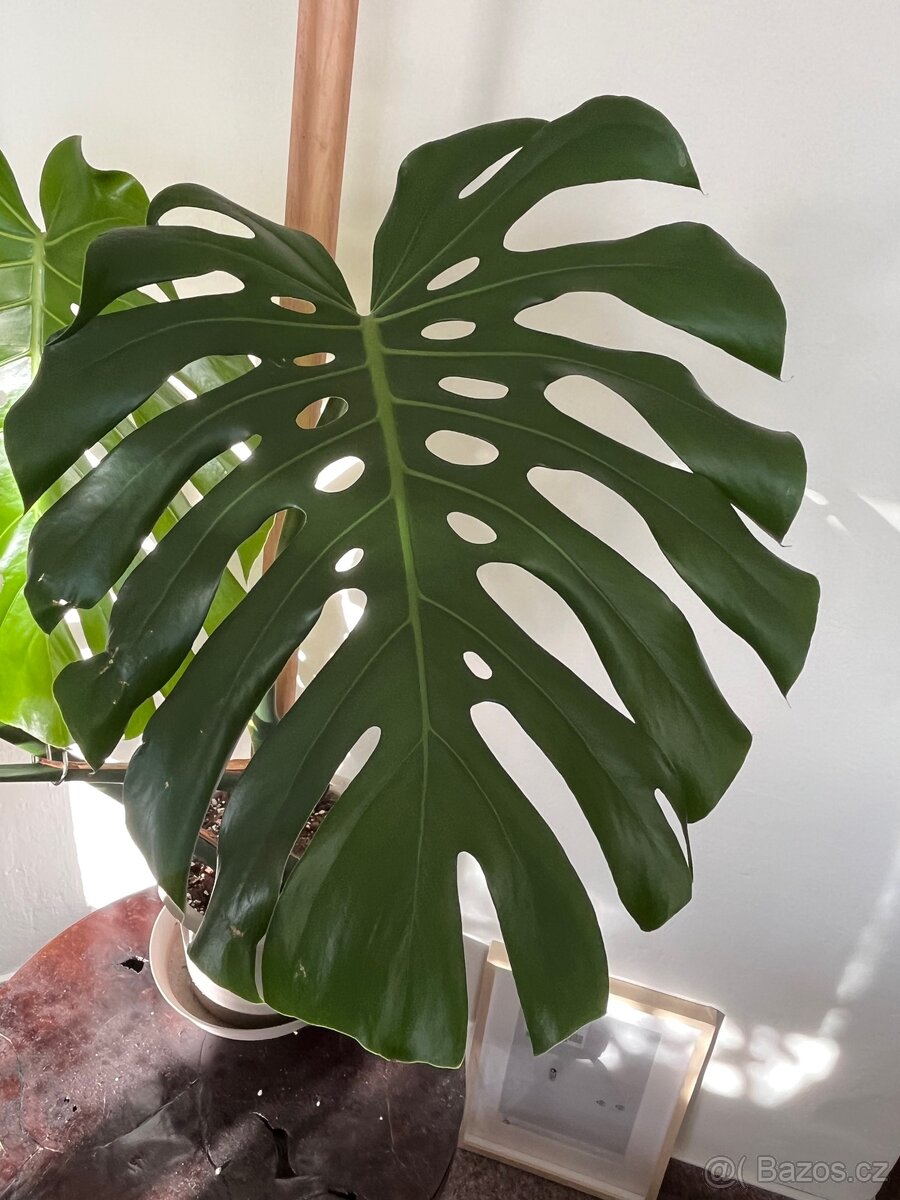 Monstera deliciosa II - 2