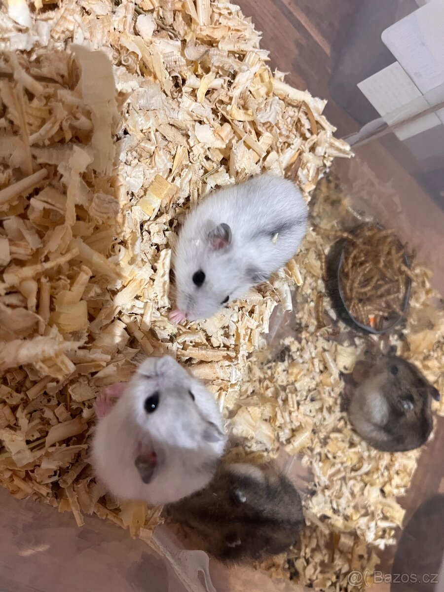 Křečík džungarský - 2