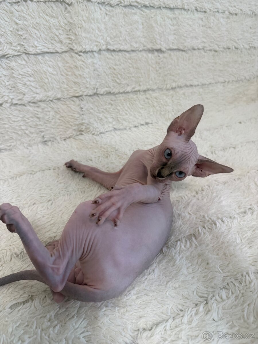 Kanadský sphynx - 2