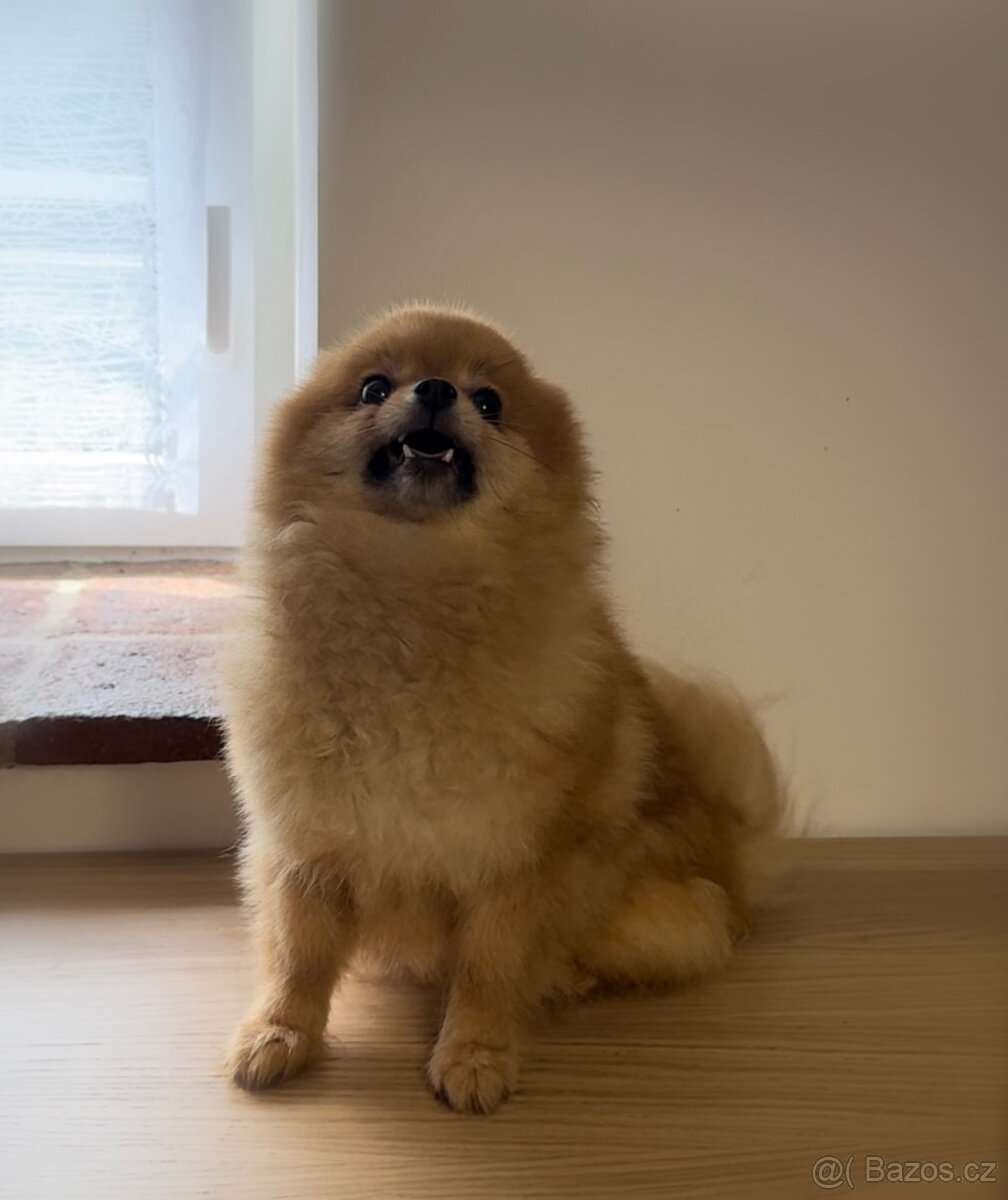 Pomeranian s PP, fena - 2