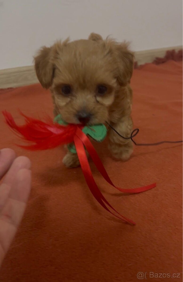 Maltipoo - 2