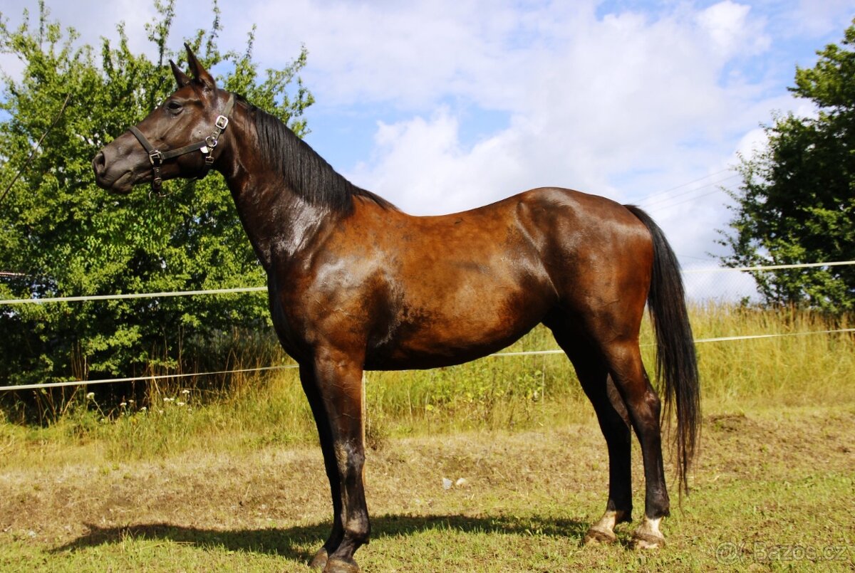 5-leta klisna - 2