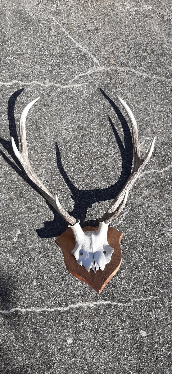 Lovecké trofeje - 2