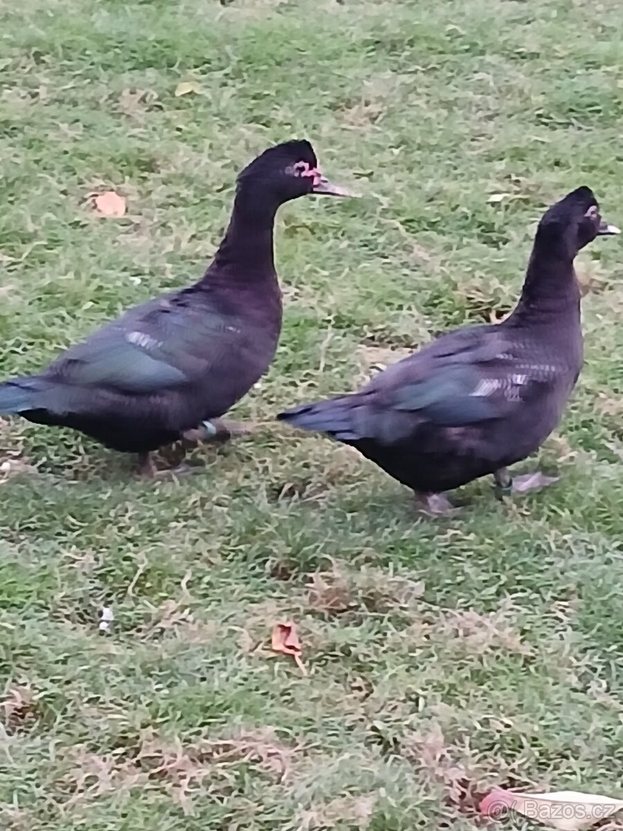 Kachny pižmové - 2