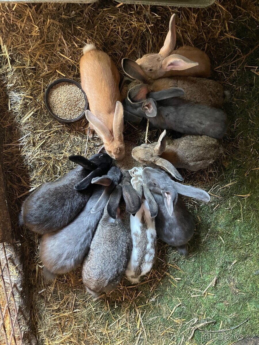 PRODÁM BELGICKÉ OBRY ČERNÉ + 75 % KŘÍŽENCE OBRŮ - 2