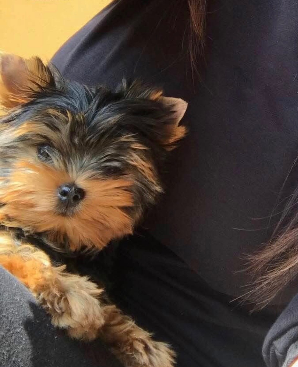 Jorkšírský terier - 2