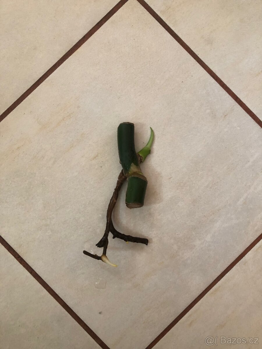 Monstera deliciosa - 2