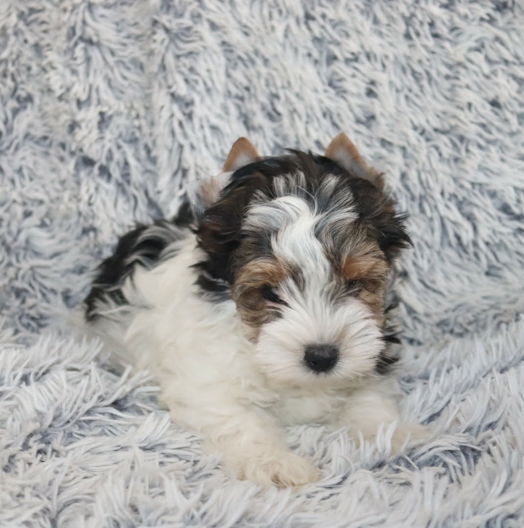 Biewer( jork,Yorkshire)terier- s pp - 2