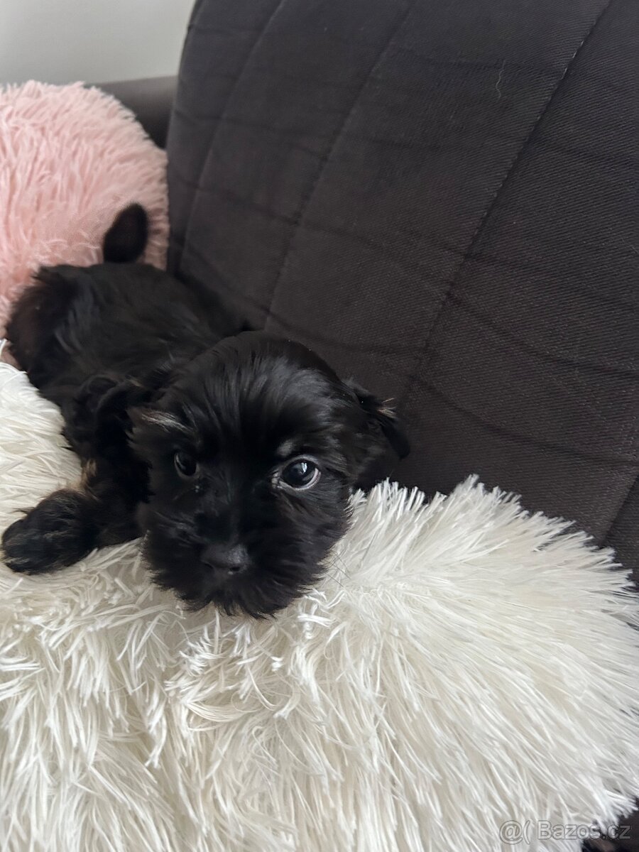 Jorkšírský teriér Biewer Black - 2