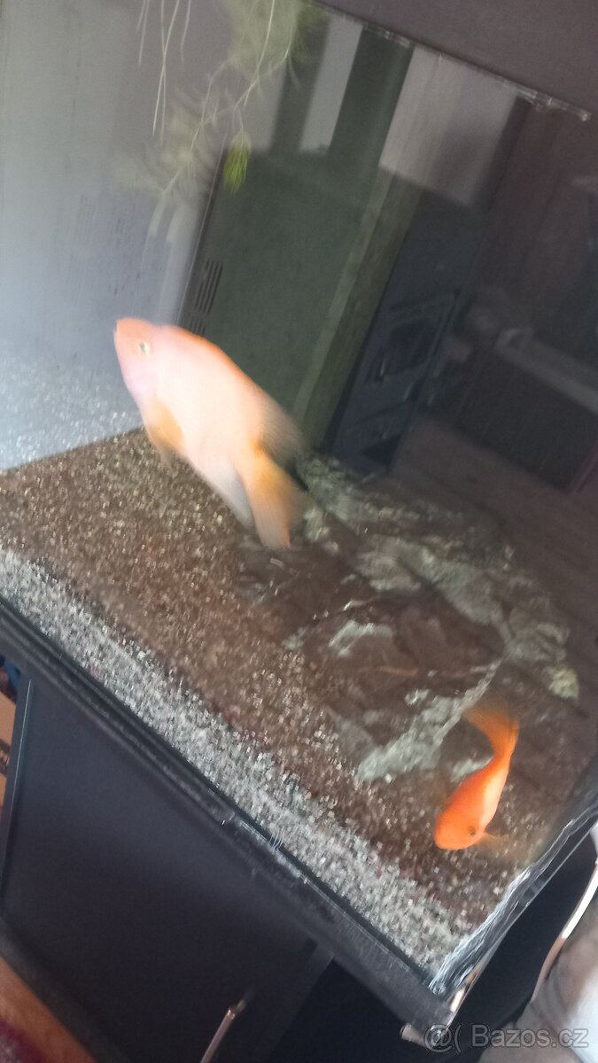 Pár cichlid papouščích - 2