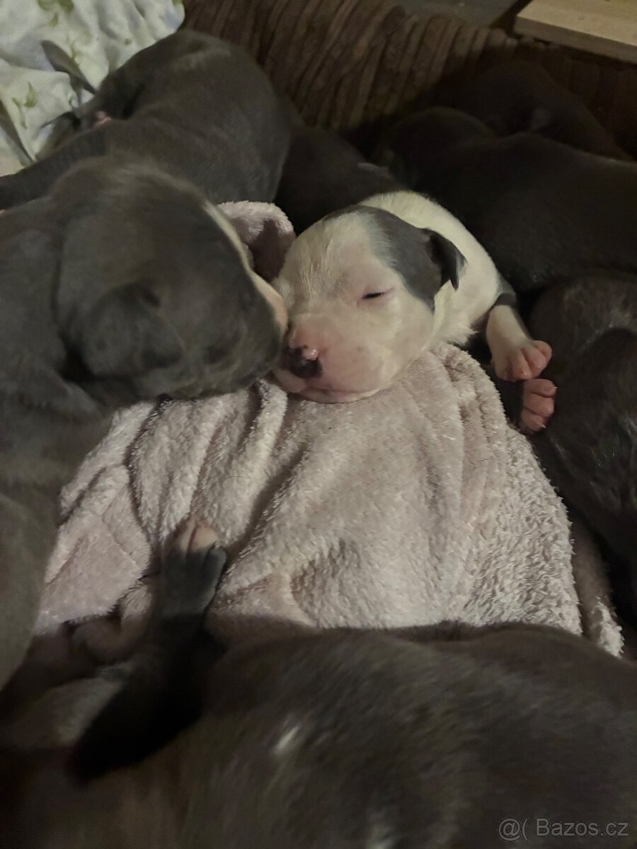 Americký stafordšírský teriér – štěňátka k odběru - 2