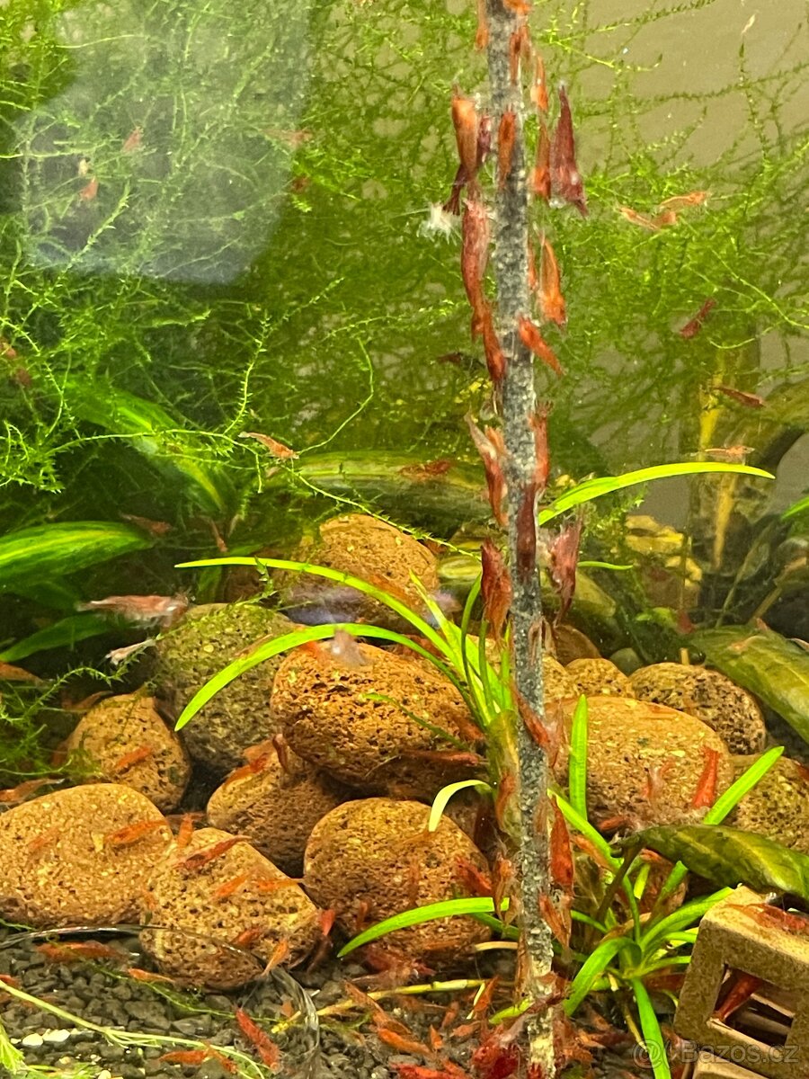 Krevetky červené Red Cherry - 2