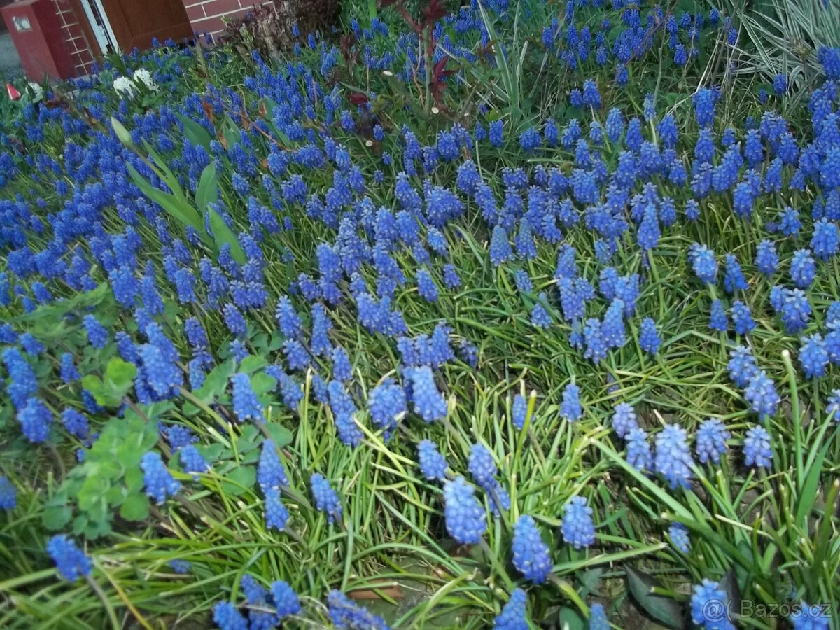 cibulky modřenec - 2