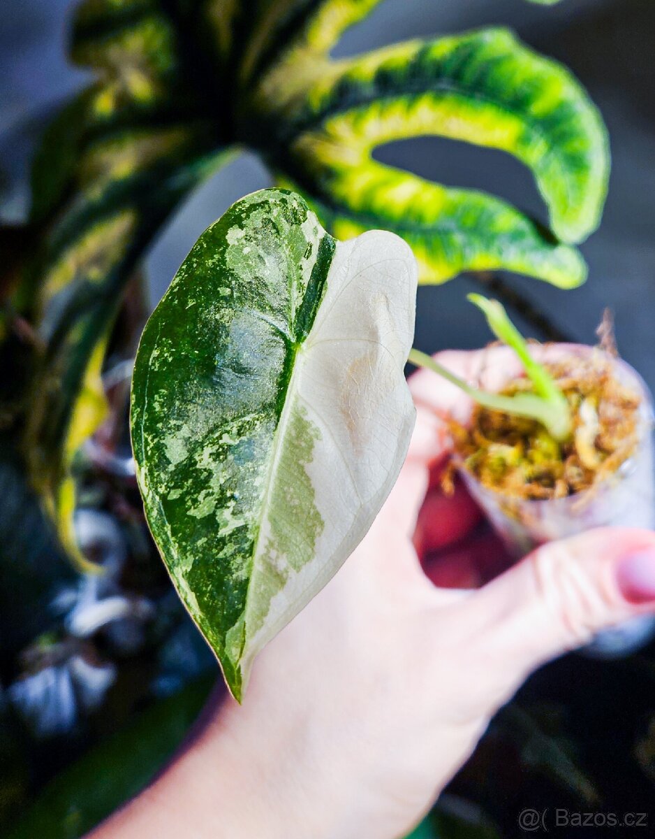 Alocasia frydek variegata - 2