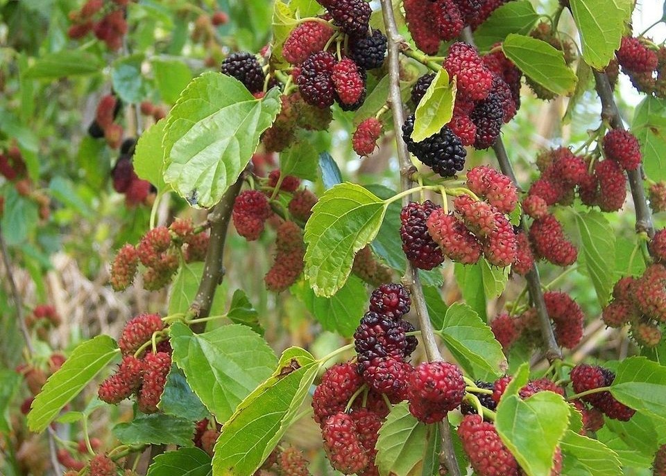 MORUŠE Ilinois Everbearing - 2