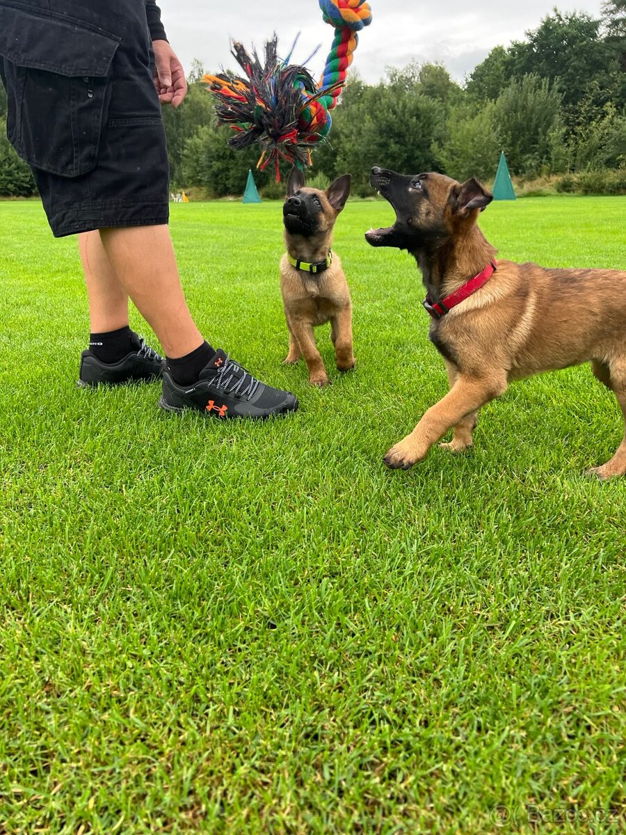 Štěně fena malinois - belgický ovčák - 2