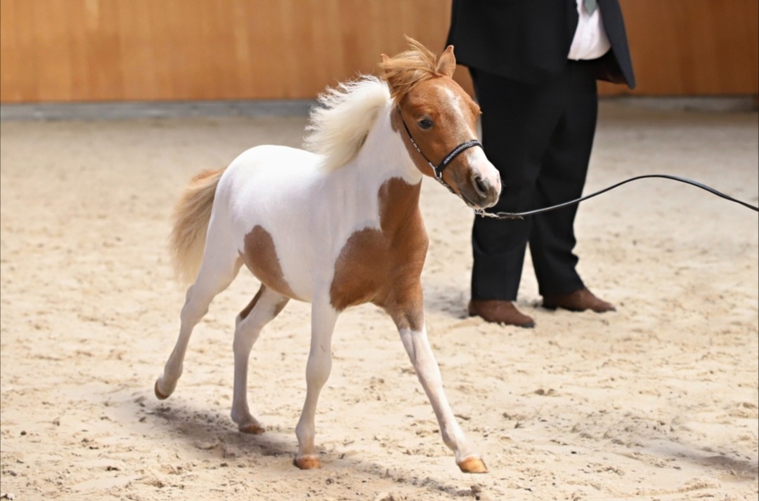 Kobylka AMHA- minihorse - 2
