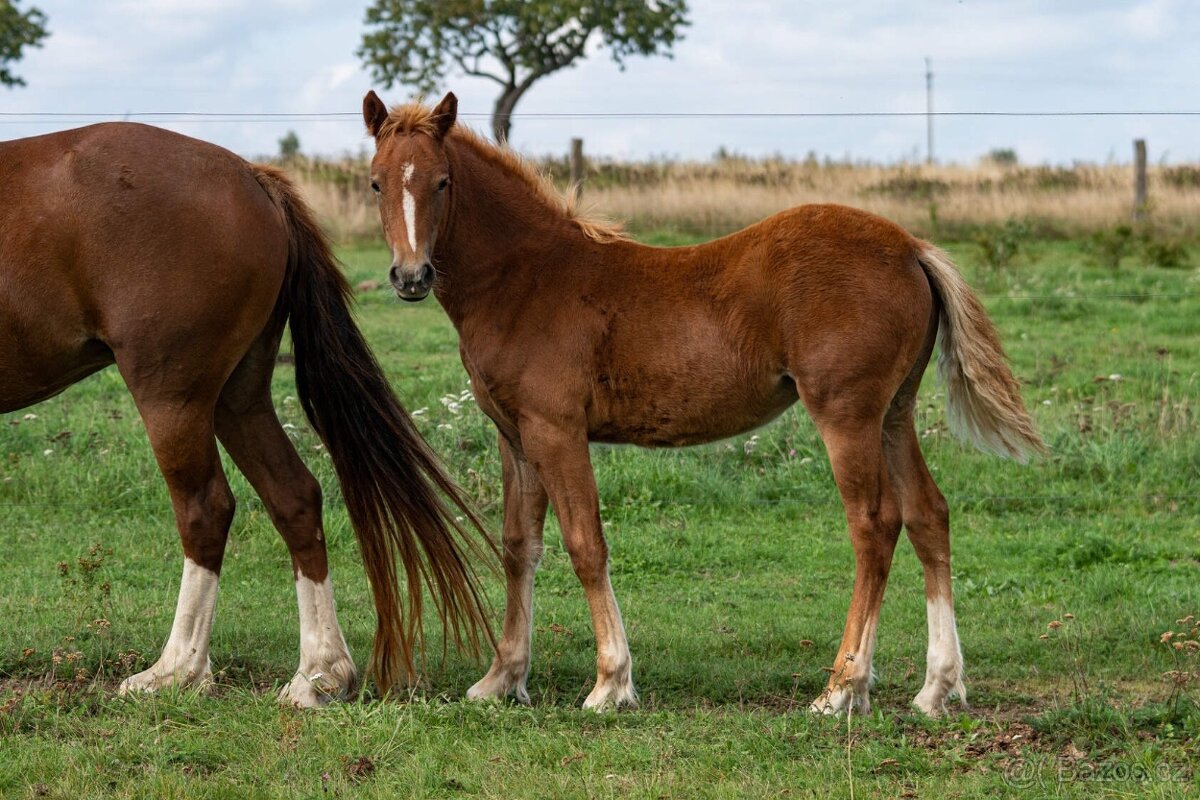 Welsh Cob klisna s PP - 2
