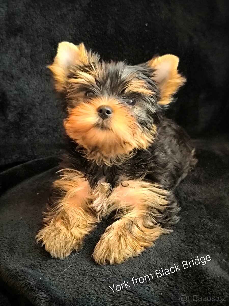 Jorkšírský teriér s PP - 2