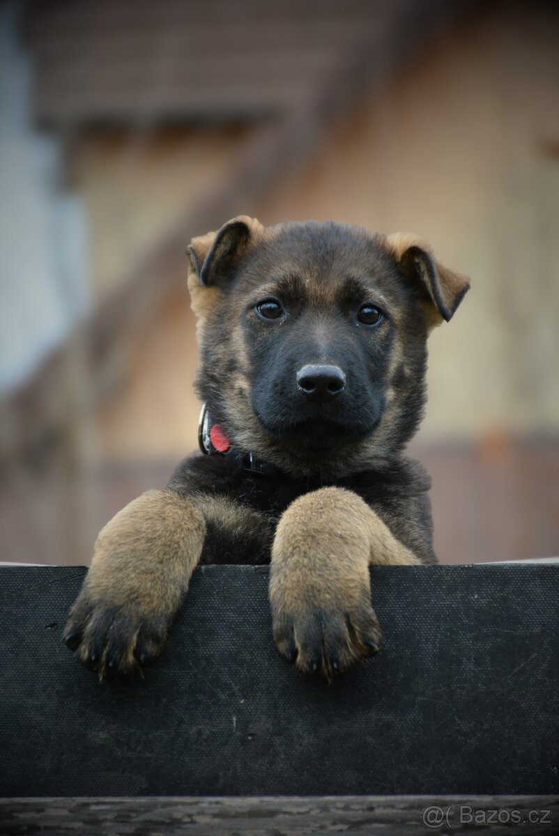 Německý ovčák s PP - 2