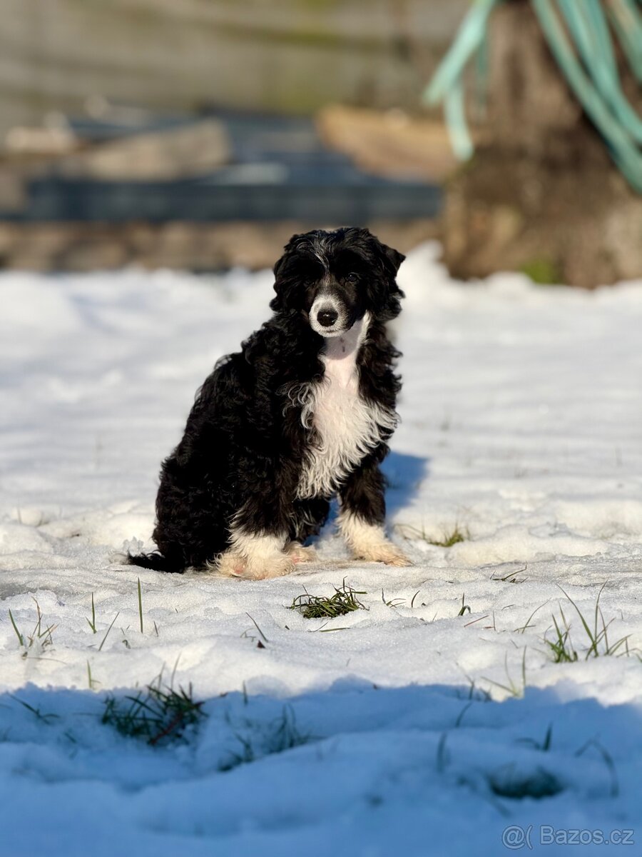 Čínský chocholatý pes labutěnka s PP - 2