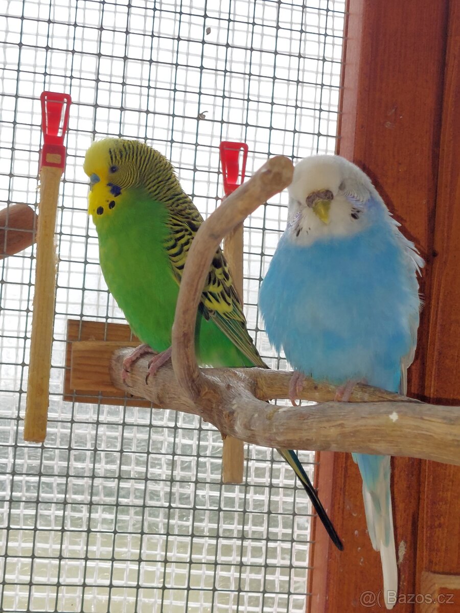 Andulka vlnkovaná - 2