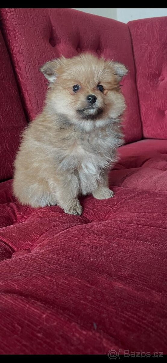 Německý špic trpasličí - 2