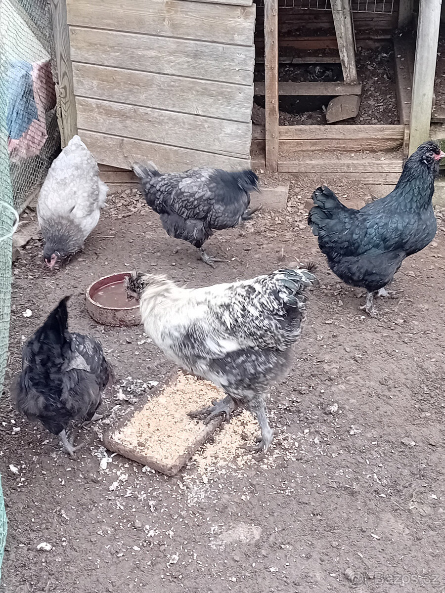 Mladé slepičky - 2