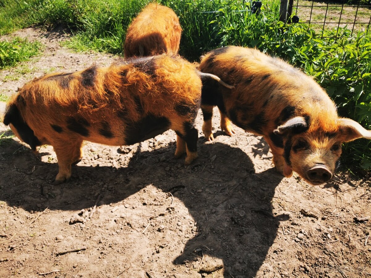 Kune Kune - 2