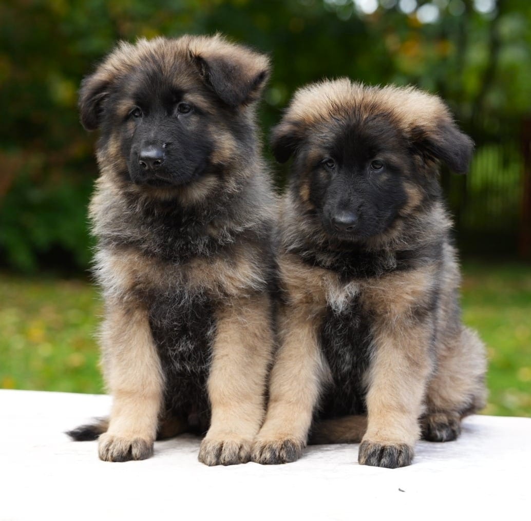 Německý ovčák s PP FCI - 2