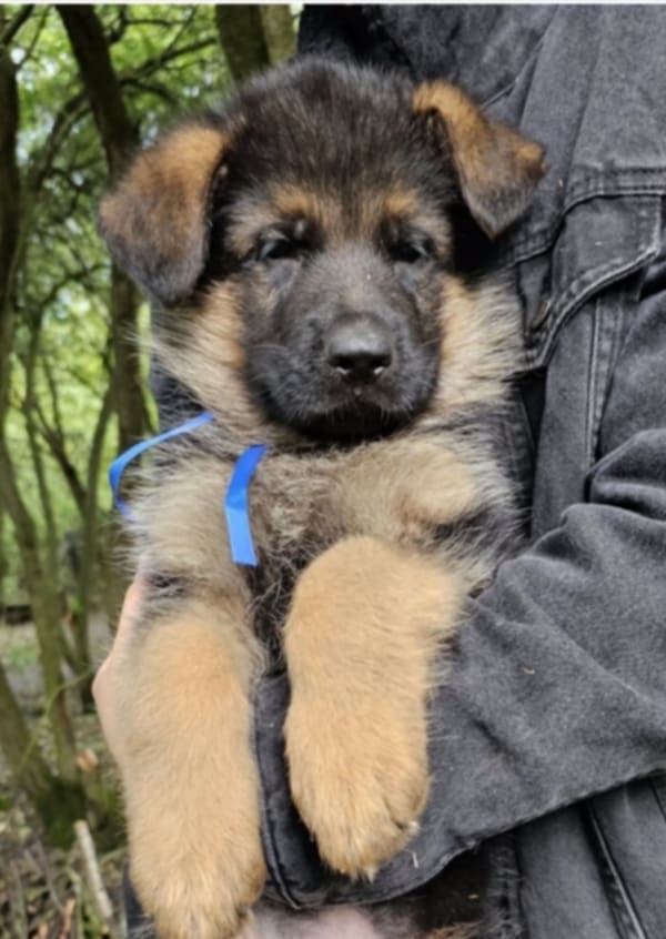 Německý ovčák- krásná štěňátka s PP typ Rex - 2