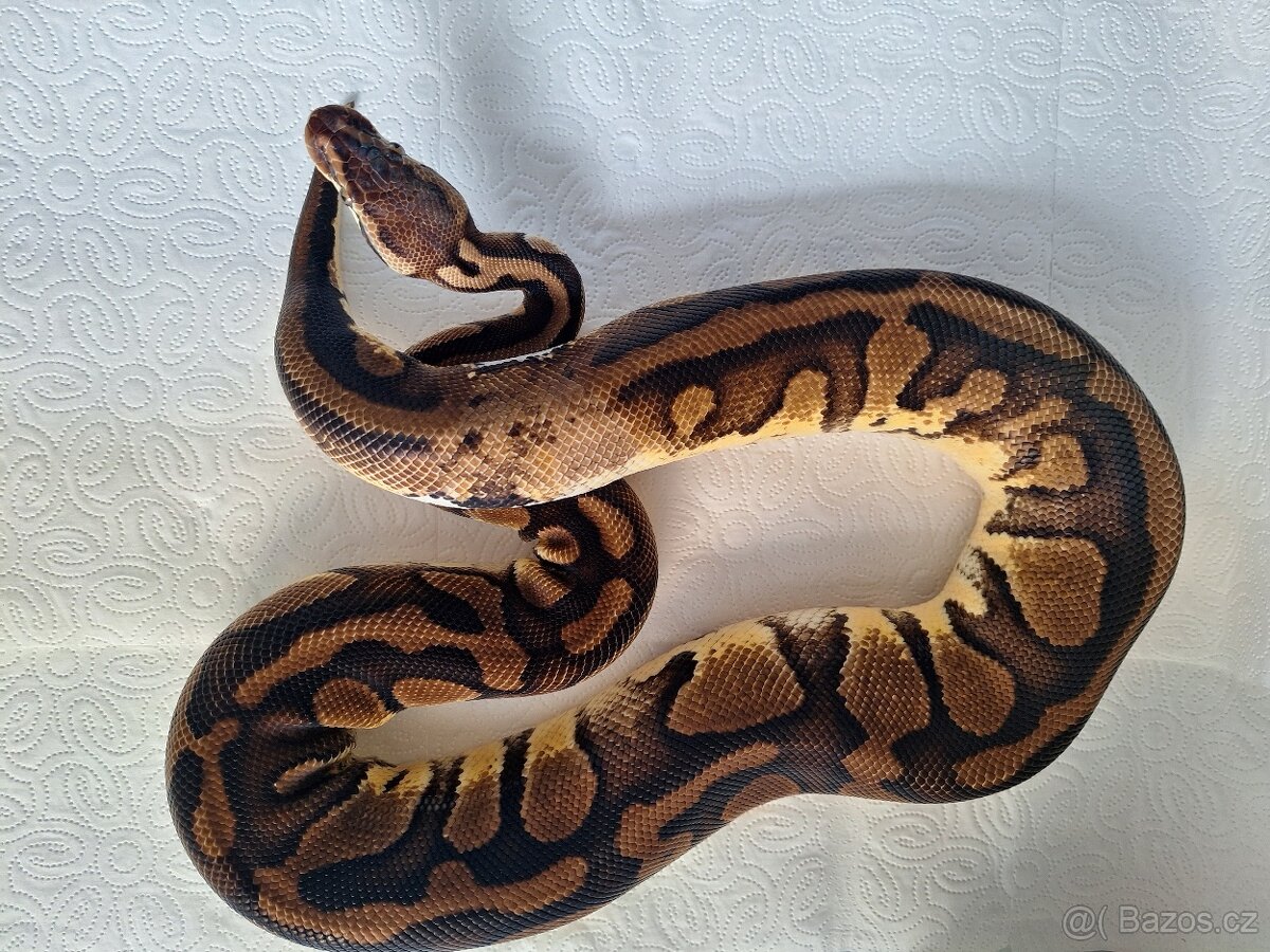 Krajta královská - 2