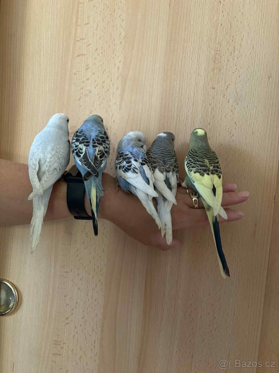 Prodám mladé andulky po vylétnutí z budky - 2