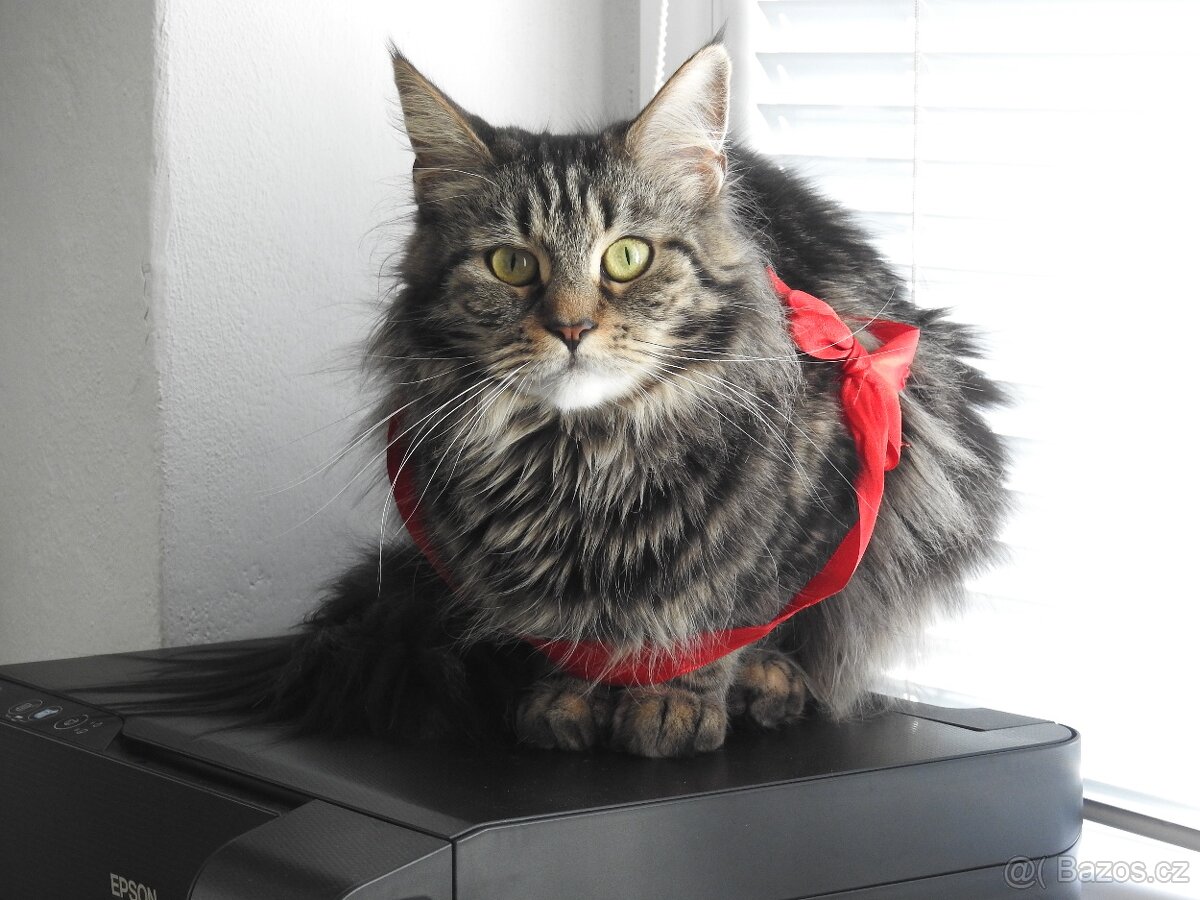 Maine Coon Cat Mainská Mývalí na prodej - 2